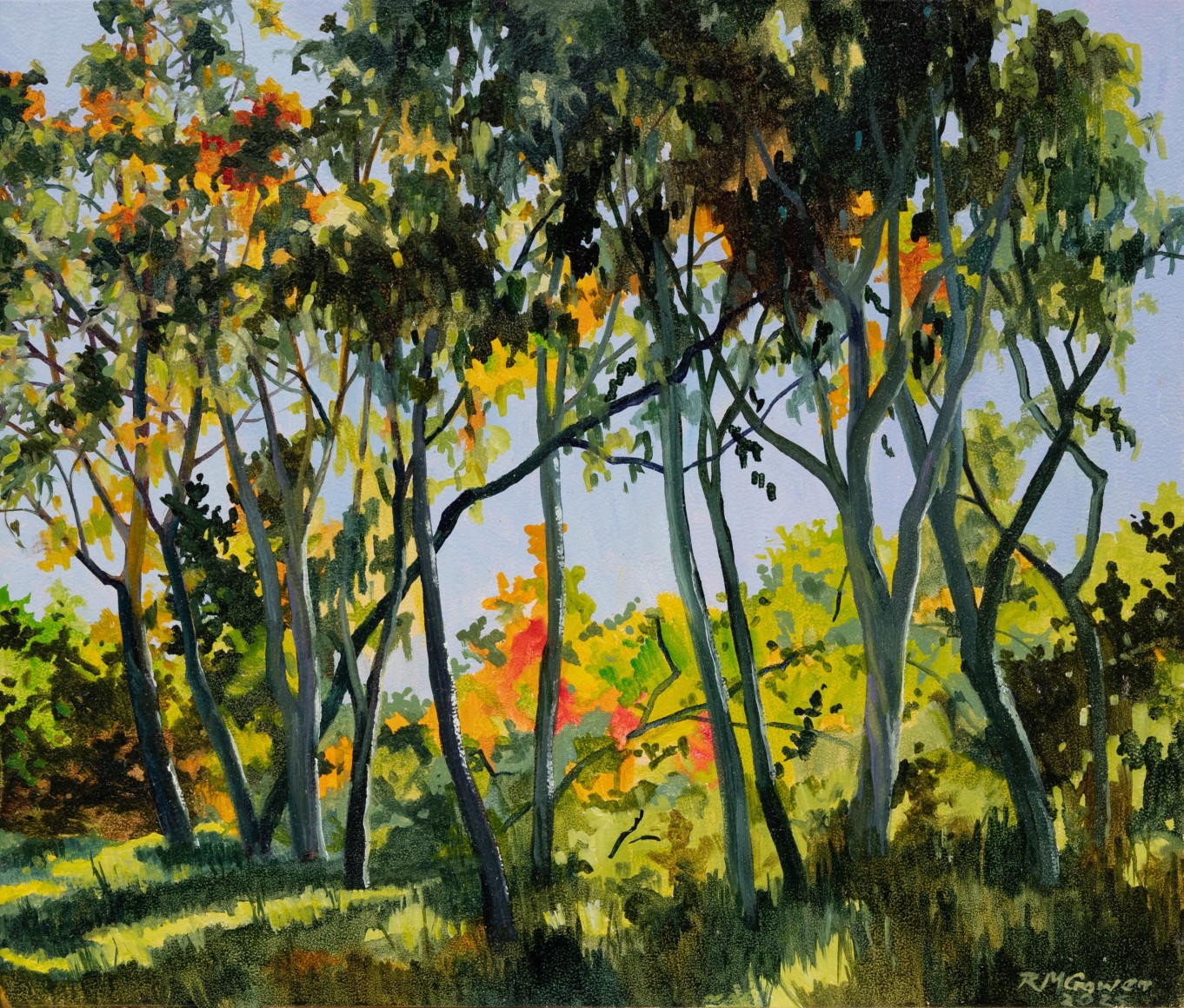 ROBIN GOWEN , Young Stand of Eucalyptus, 2025