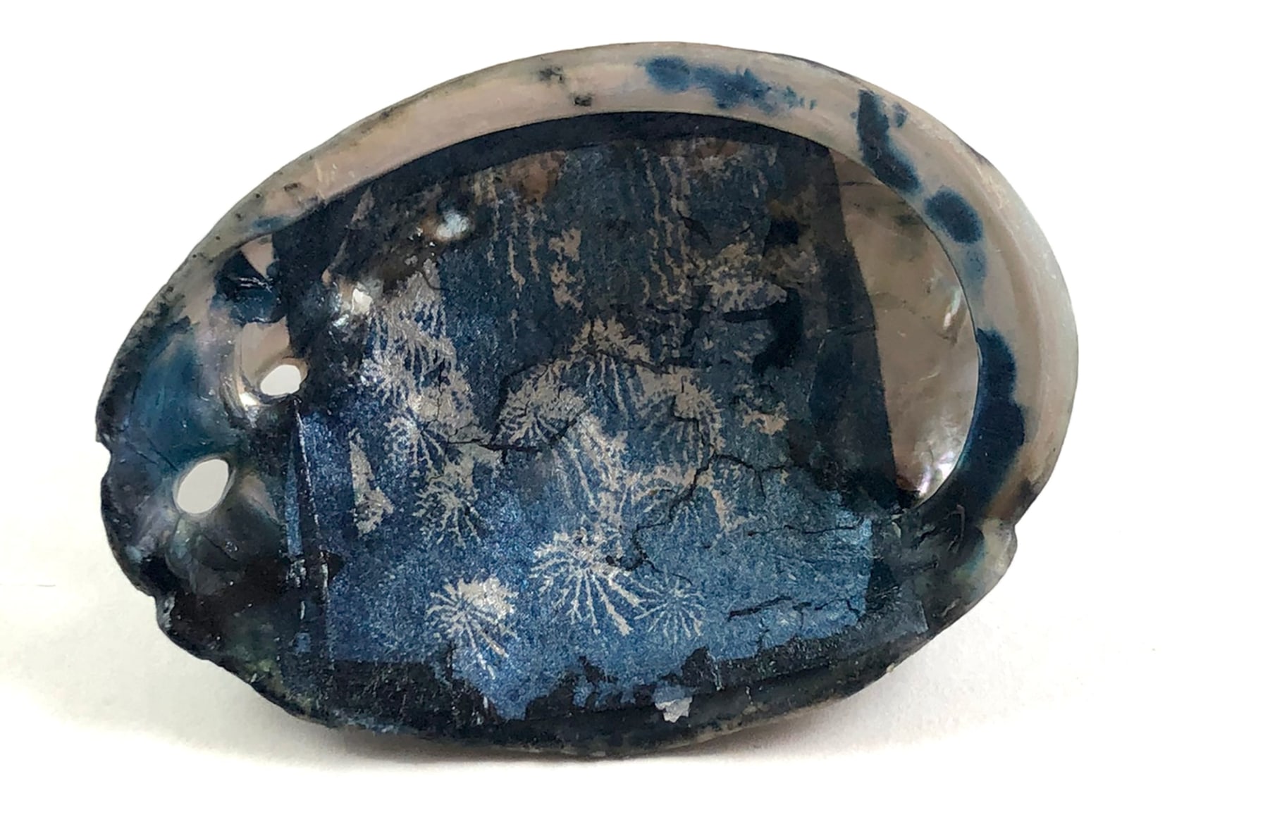 MONICA WIESBLOTT , Dreams of the Abalone, 2025