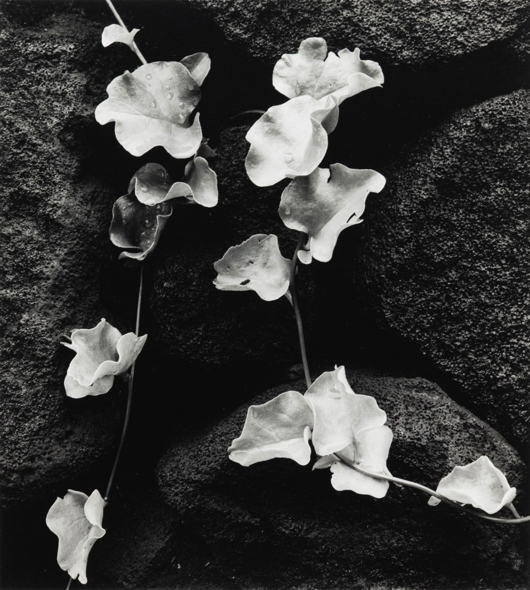 BRETT WESTON (1911-1993), Flowers, Wall, Hawaii, 1978