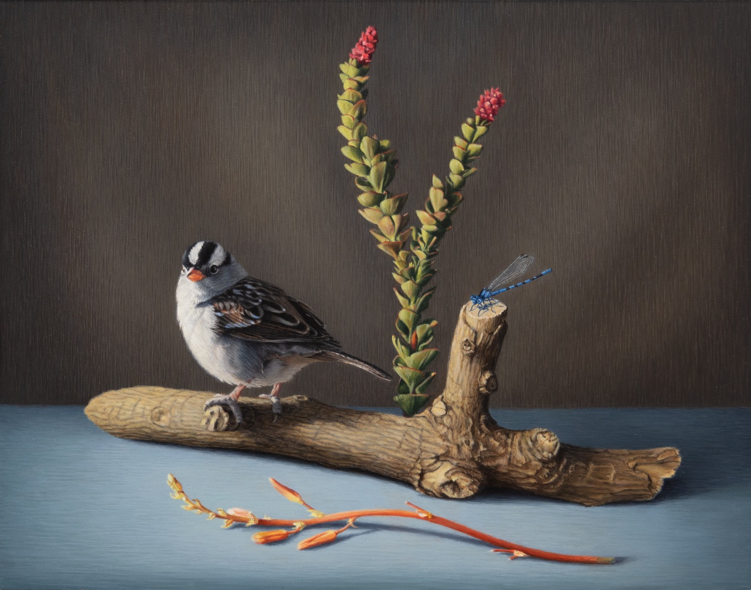 SUSAN MCDONNELL , White-Crowned Sparrow, 2023