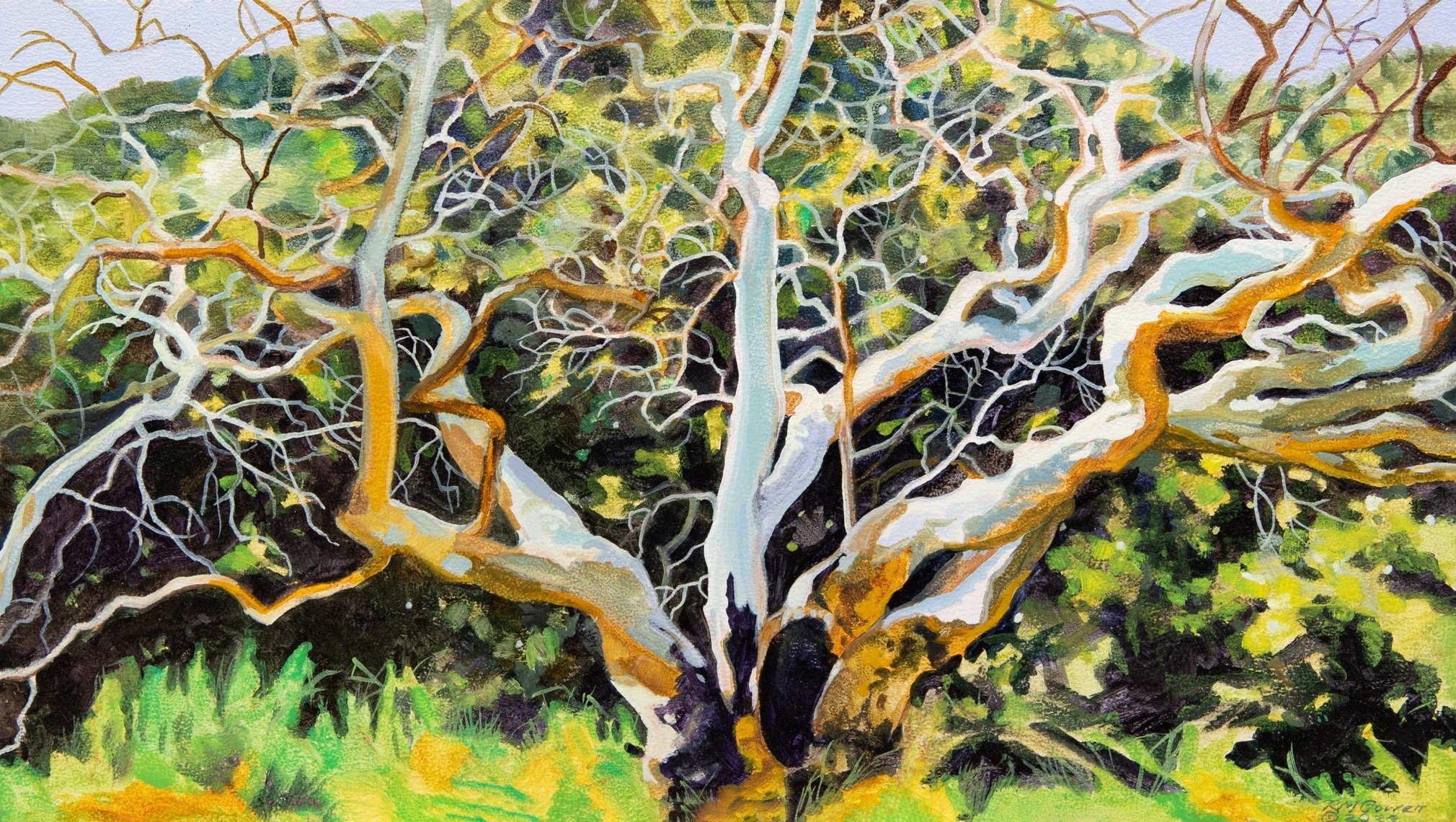 ROBIN GOWEN , Spring Comes to the Master Sycamore, 2022