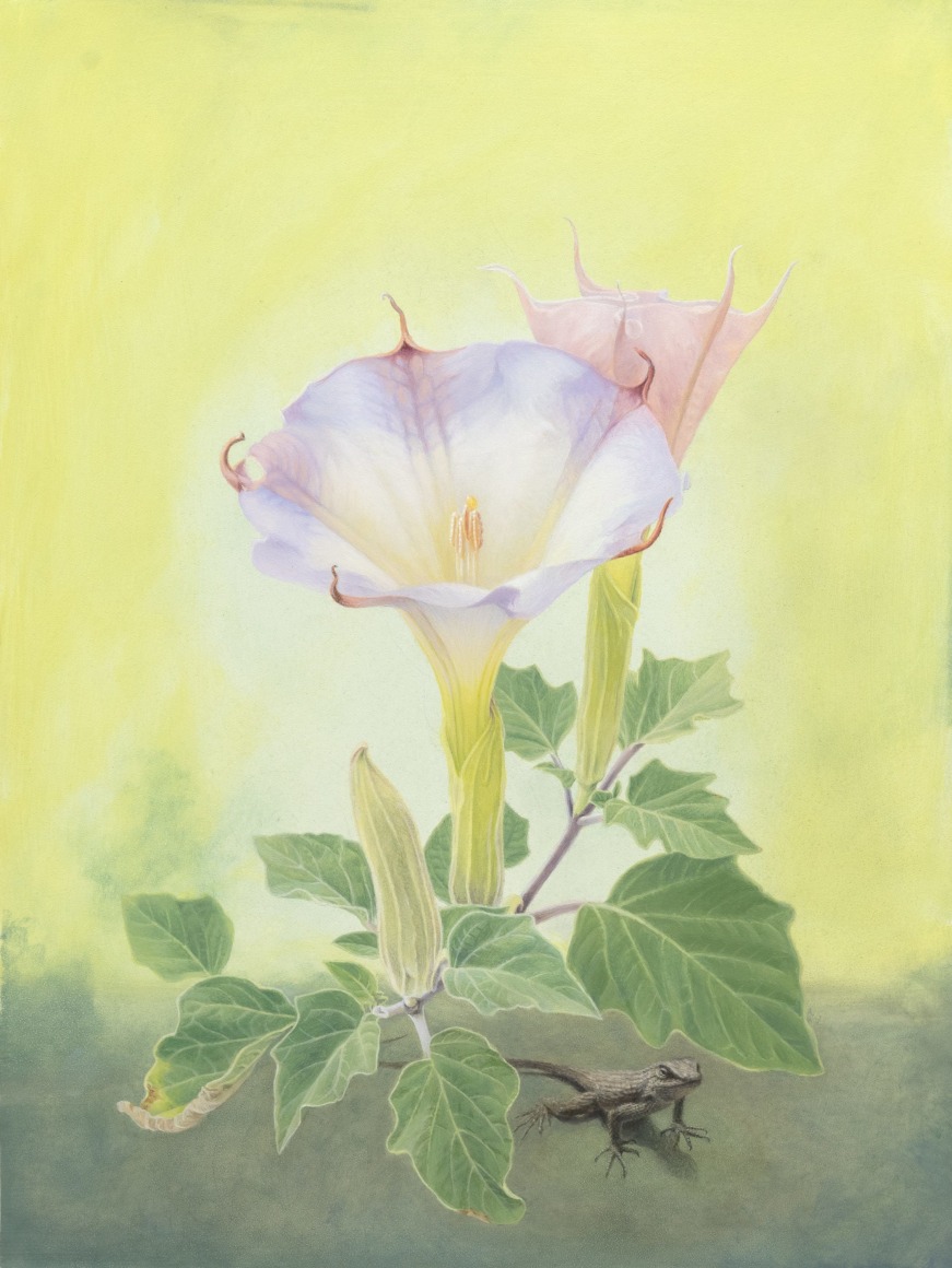 SUSAN MCDONNELL , Datura, 2023