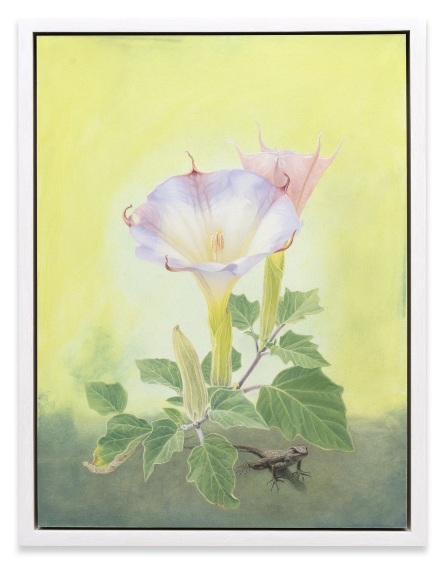SUSAN MCDONNELL , Datura, 2023