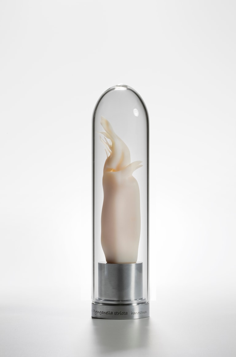 Maria Fernanda Cardoso,&nbsp;Intromittent organ of the Allonuncia grandis&nbsp;(Tasmanian harvestman) Opillones [Edition&nbsp;of 5 + 2 AP], 2008-2009,&nbsp;Resin, glass, metal,&nbsp;11 x 2 3/8 x 2 3/8 in. (27.9 x 6 x 6 cm.)