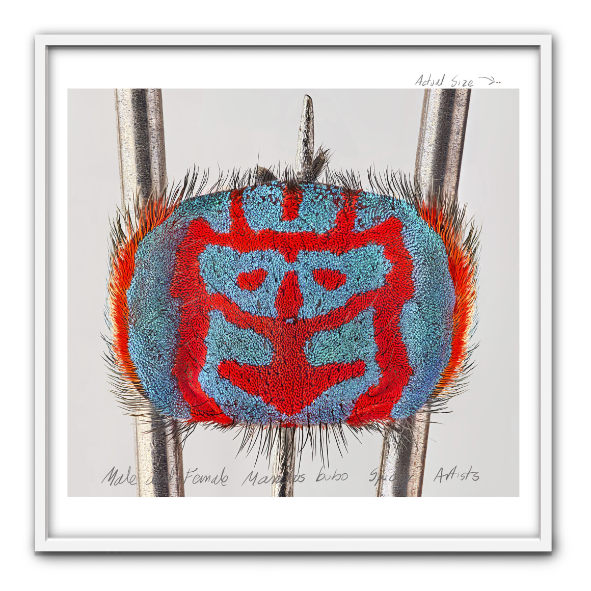 Mar&iacute;a Fernanda Cardoso, Actual Size XI, [Maratus bubo], 2021.&nbsp;Pigment print on premium photo paper 300 gr. mounted on Dibond,&nbsp;Framed: 62 x 62 x 2 in. (157.5 x 157.5 x 5.1 cm.)