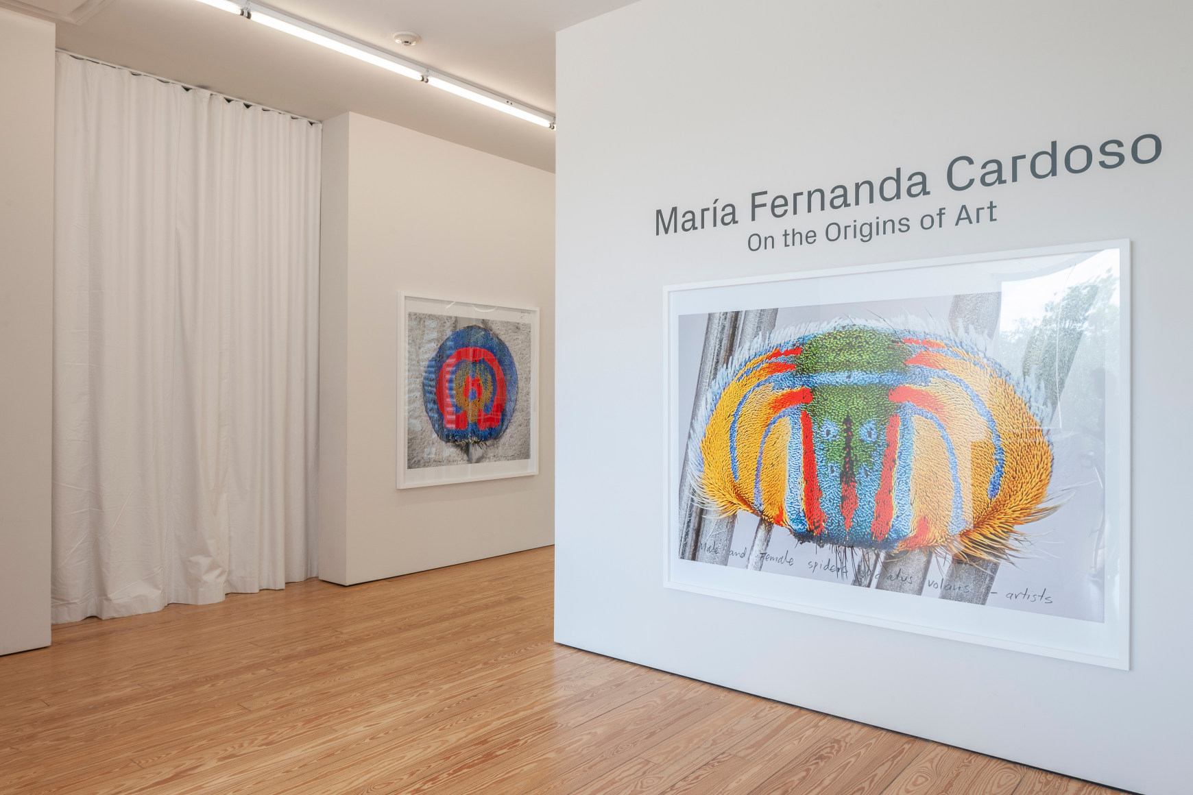 Maria Fernanda Cardoso:&nbsp;On the Origins of Art. Sicardi | Ayers | Bacino, 2018