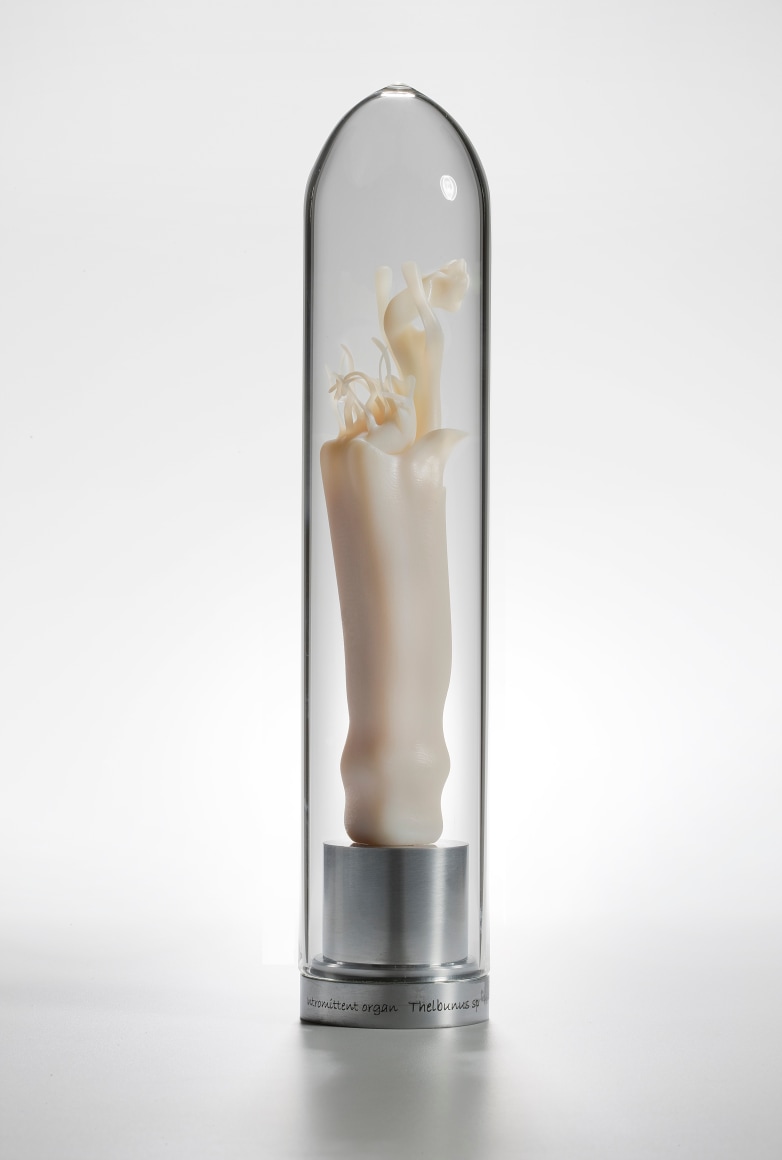 Maria Fernanda Cardoso,&nbsp;Intromittent organ of the Pyenganella Stricta&nbsp;(Tasmanian harvestman) Opillones [Edition of 5 + 2 AP], 2008-2009,&nbsp;Resin, glass, metal,&nbsp;11 x 2 3/8 x 2 3/8 in. (27.9 x 6 x 6 cm.)