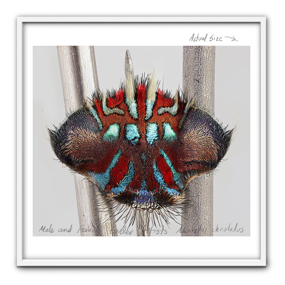 Mar&iacute;a Fernanda Cardoso,&nbsp;Actual Size IX, [Maratus christatus], 2021.&nbsp;Pigment print on premium photo paper 300 gr. mounted on Dibond, Framed:&nbsp;62 x 62 x 2 in. (157.5 x 157.5 x 5.1 cm.)
