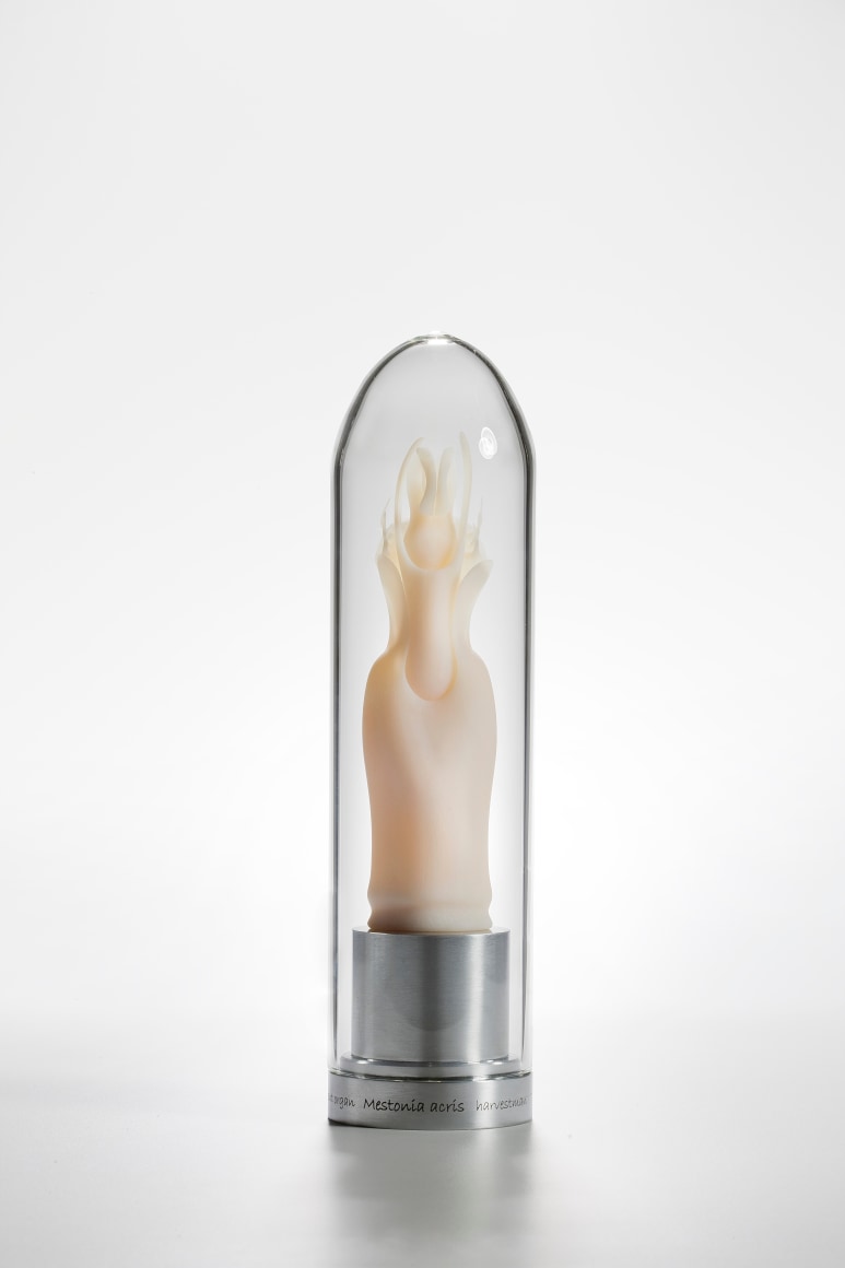 Maria Fernanda Cardoso,&nbsp;Intromittent organ of the Notomincia divera&nbsp;[Tasmanian harvestman] Opillones ed. of 5 + 2 AP, 2008-2009,&nbsp;Resin, glass, metal,&nbsp;11 x 2 3/8 x 2 3/8 in. (27.9 x 6 x 6 cm.)