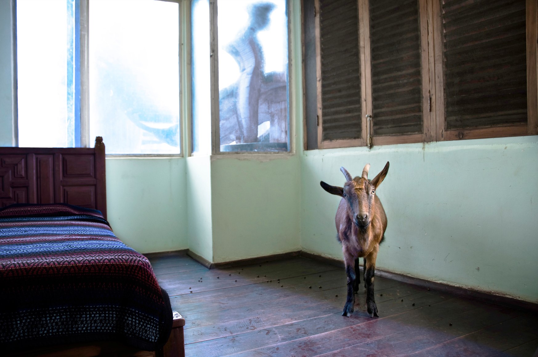 Melanie Smith, Goat, 2010. Digital impression on cotton paper, 19 x 26 in.