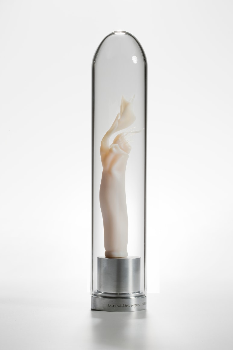 Mar&iacute;a Fernanda Cardoso, Intromittent organ of the Notomincia divera [Tasmanian harvestman] Opillones [Edition of 5 + 2 AP], 2008-2009. Resin, glass, metal, 11 x 2 3/8 x 2 3/8 in. (27.9 x 6 x 6 cm.)