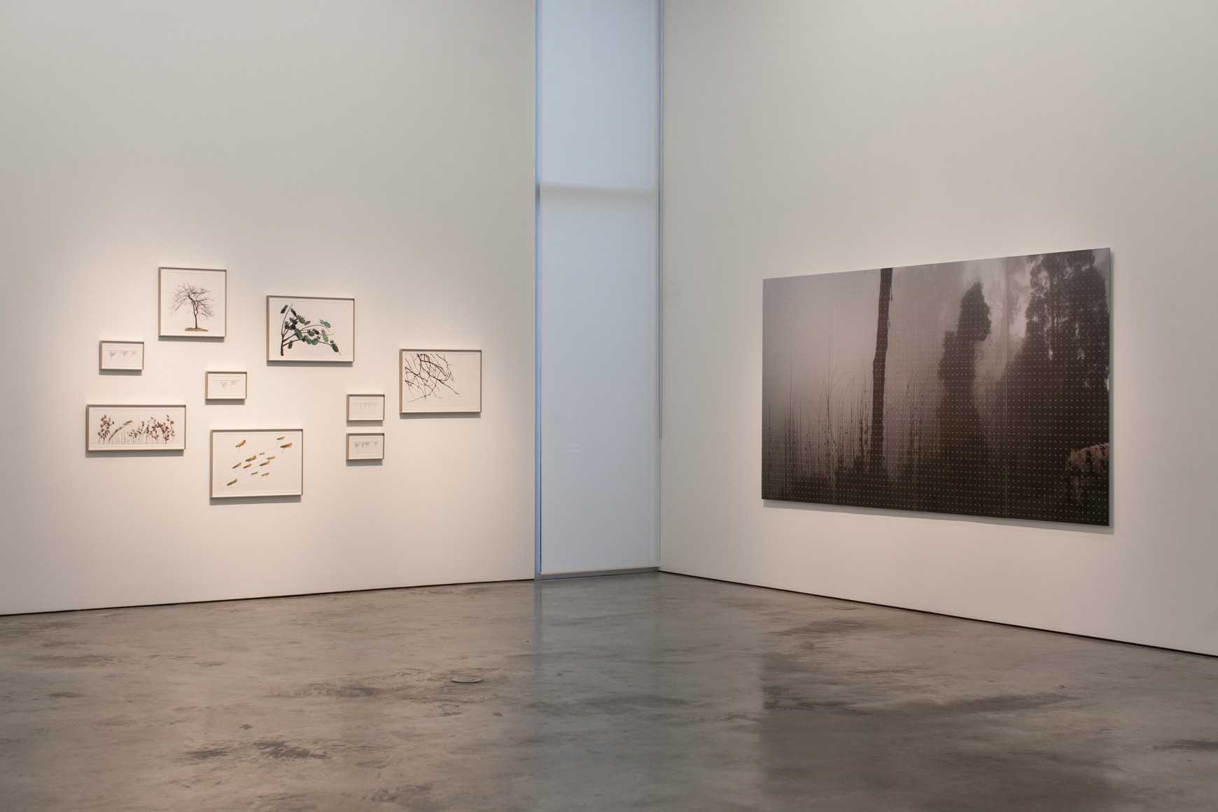 Mirando la flor, Installation view, 2016.