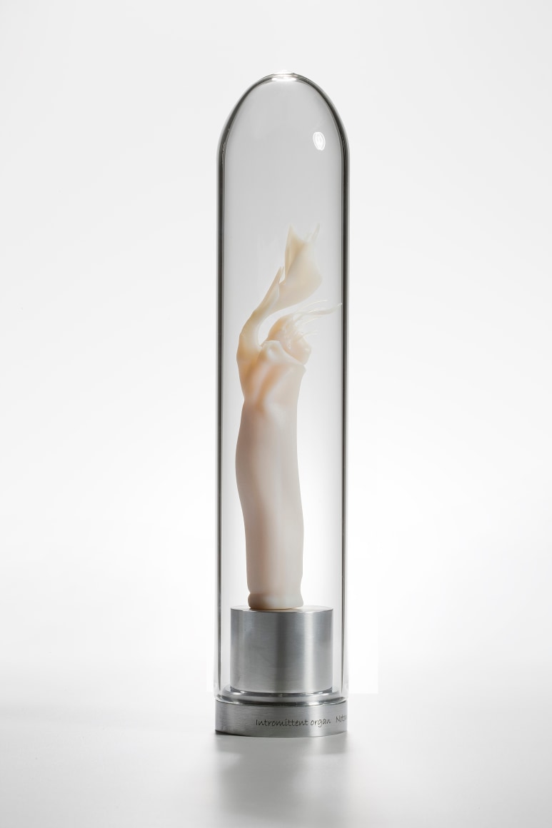 Maria Fernanda Cardoso, Intromittent organ of Thelbunus sp harvestman, 2008-2009, Resin, glass, metal, 11 x 2 3/8 x 2 3/8 in. (27.9 x 6 x 6 cm.)