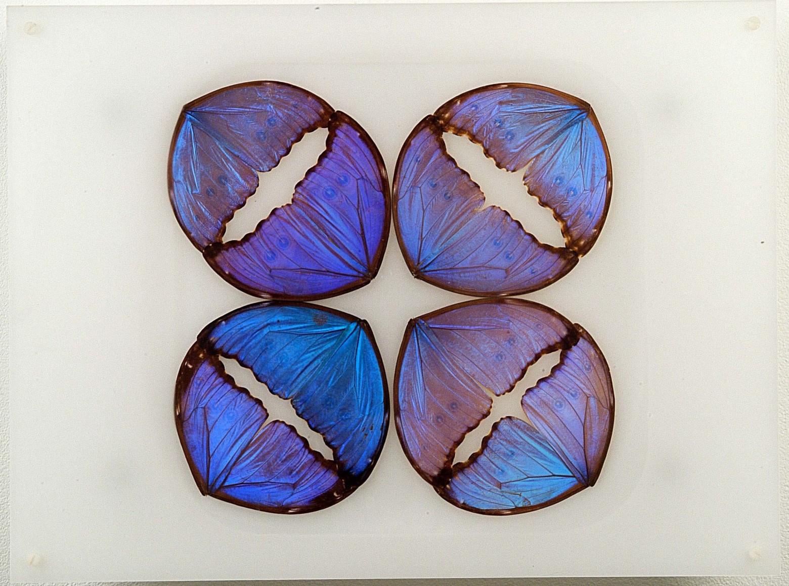 Mar&iacute;a Fernanda Cardoso, Butterfly Drawing Blue, 2003. Archival butterfly wings, acrylic, silicone &amp;amp; metal, 12 x 16 x 3 in. (30.5 x 40.6 x 7.6 cm.)