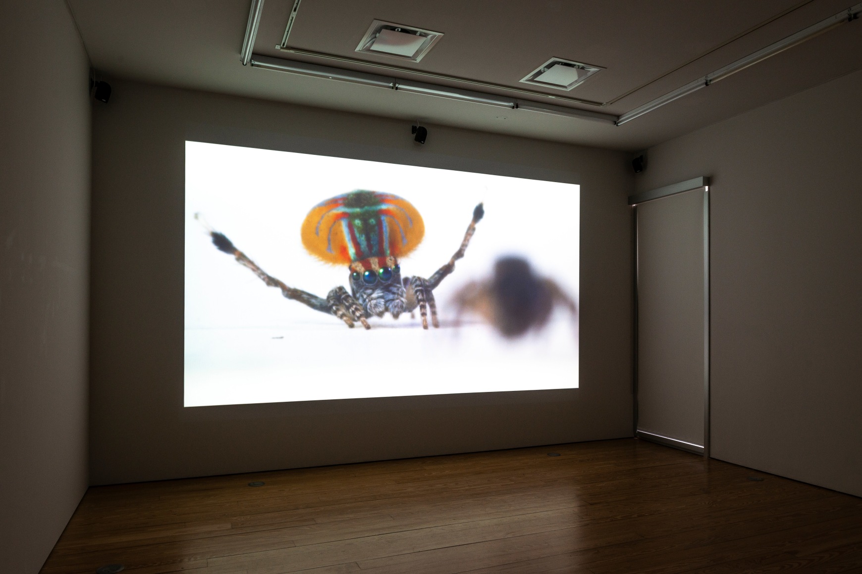 Maria Fernanda Cardoso:&nbsp;On the Origins of Art. Sicardi | Ayers | Bacino, 2018