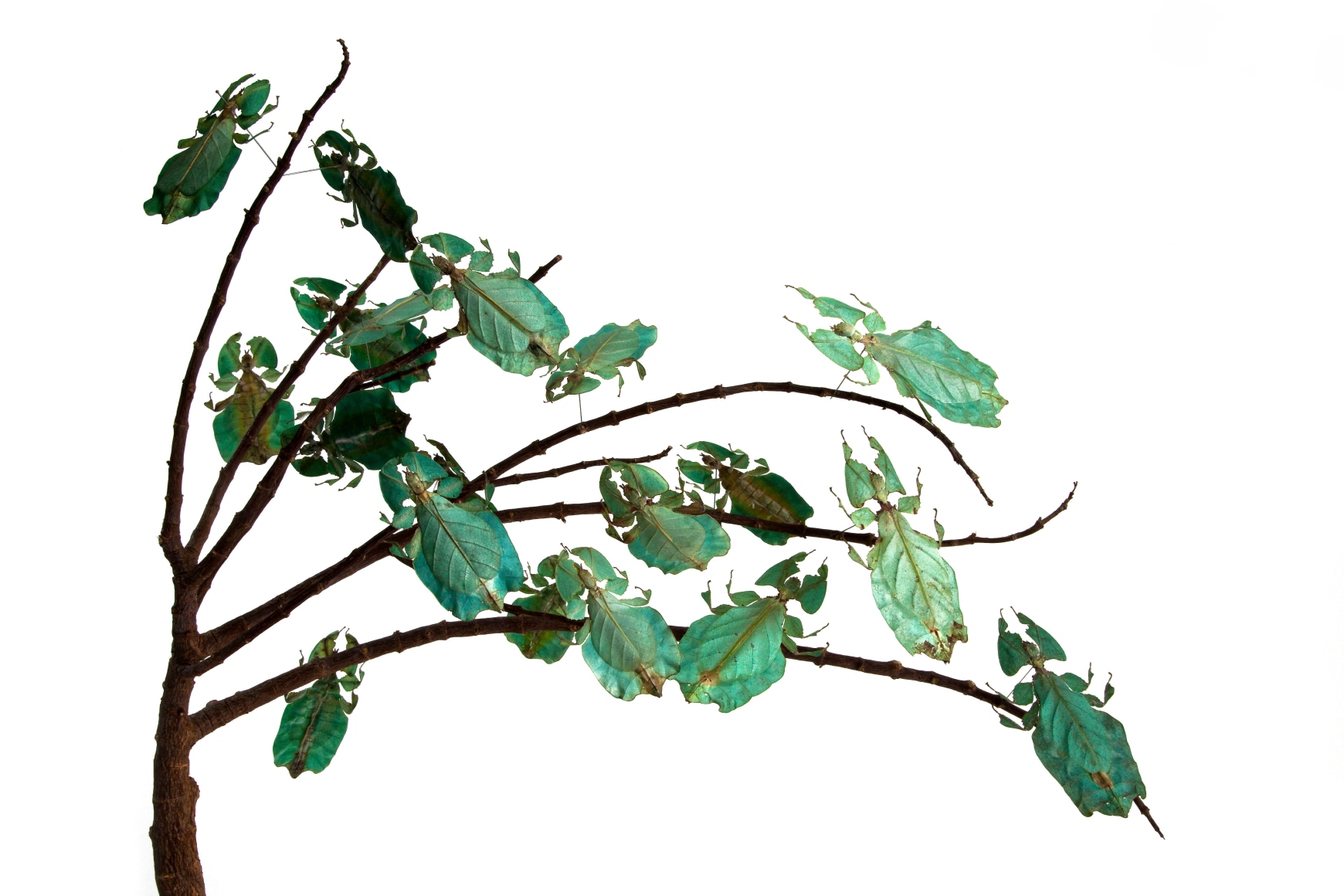 Maria Fernanda Cardoso, Green leaves, Edition 2/3, 2010. Archival pigment print on 300g watercolor paper, 15 3/4 x 23 5/8 in.
