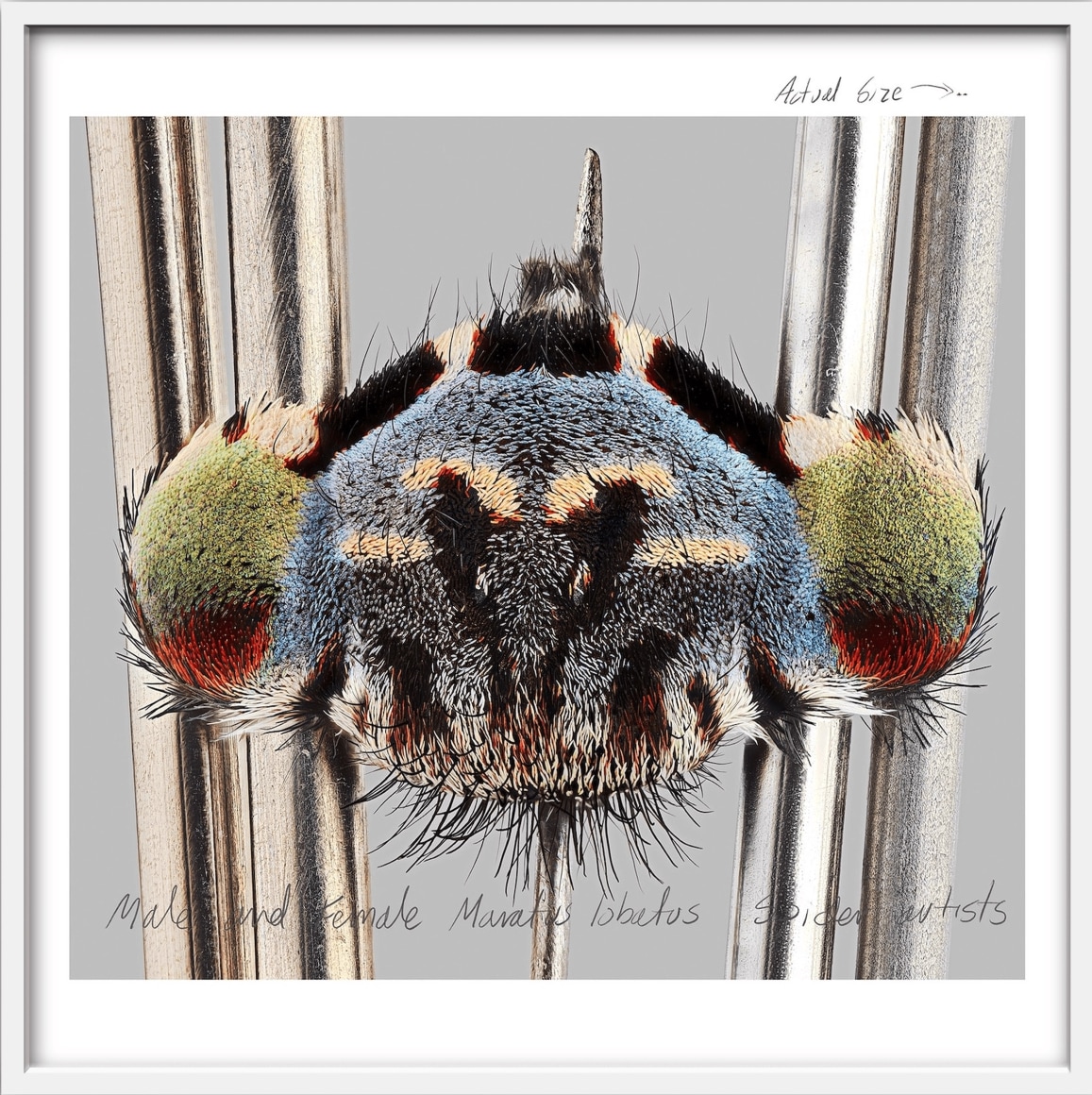 Mar&iacute;a Fernanda Cardoso, Actual Size VIII, [Maratus lobatus], 2021. Pigment print on premium photo paper 300 gr. mounted on Dibond,&nbsp;62 x 62 x 2 in. (157.5 x 157.5 x 5.1 cm.)