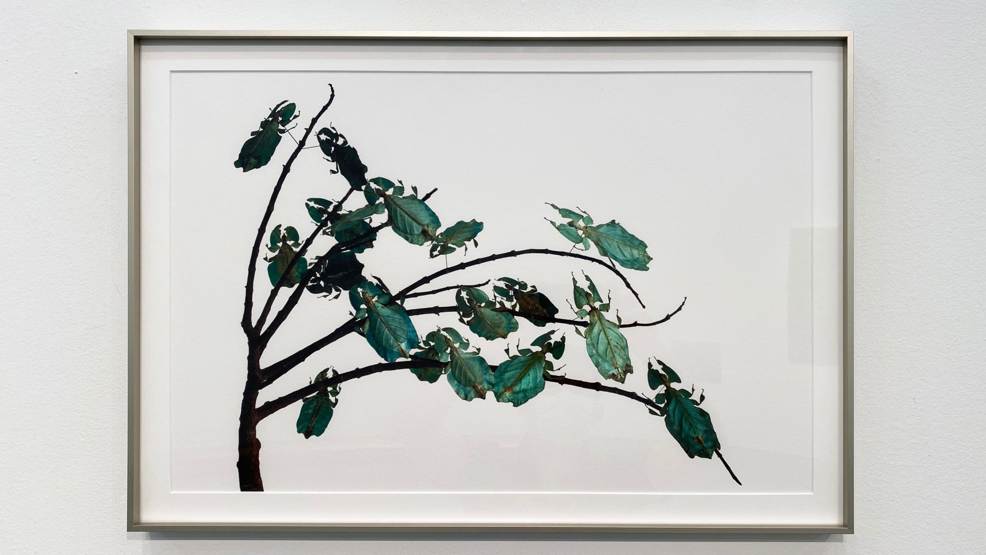 Mar&iacute;a Fernanda Cardoso, Hojas verdes - Green leafs 2/5 [Edition of 5 + 2AP], 2010. Archival pigment print on 300g watercolor paper, 15 3/4 x 23 5/8 in. (40 x 60 cm.)