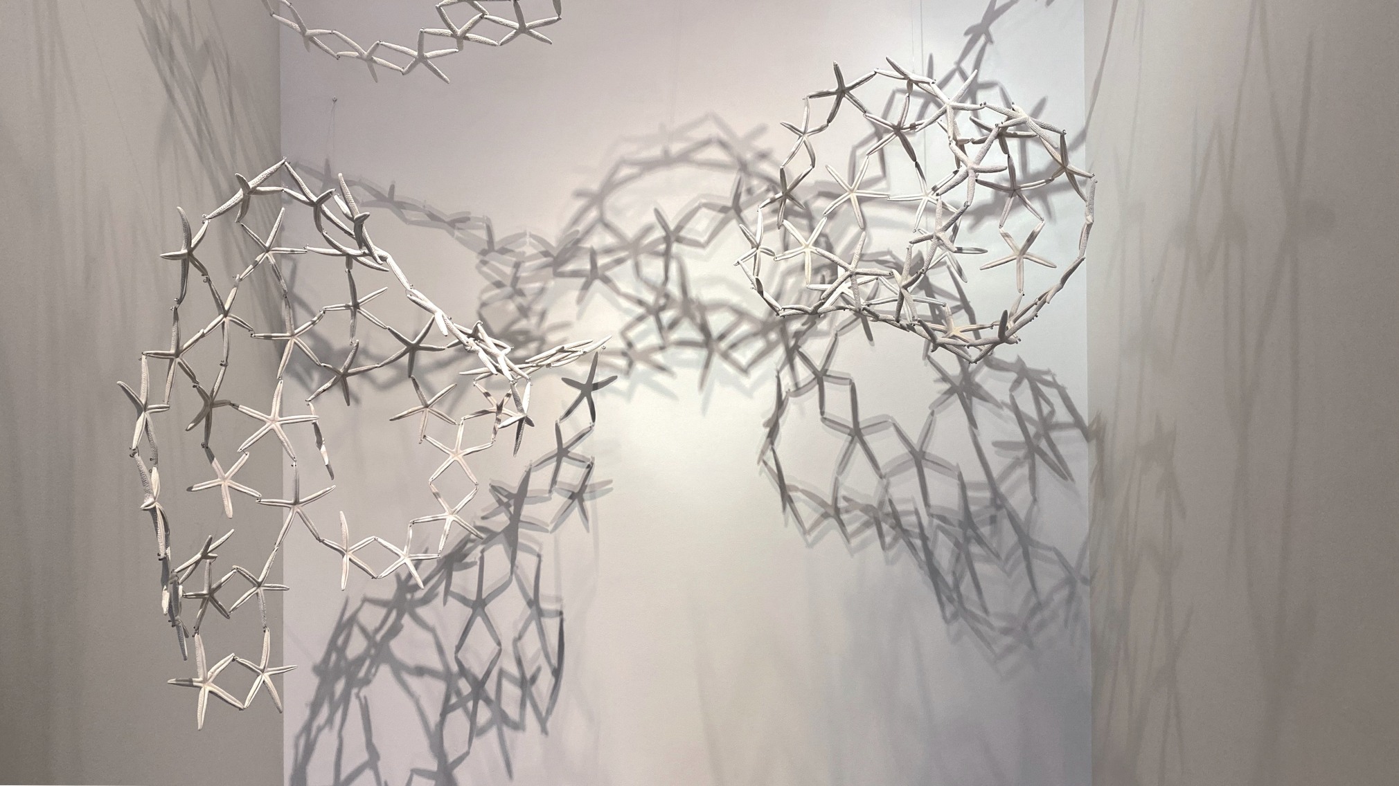 Installation view of the exhibition Nature at Sicardi Ayers Bacino, 2020.