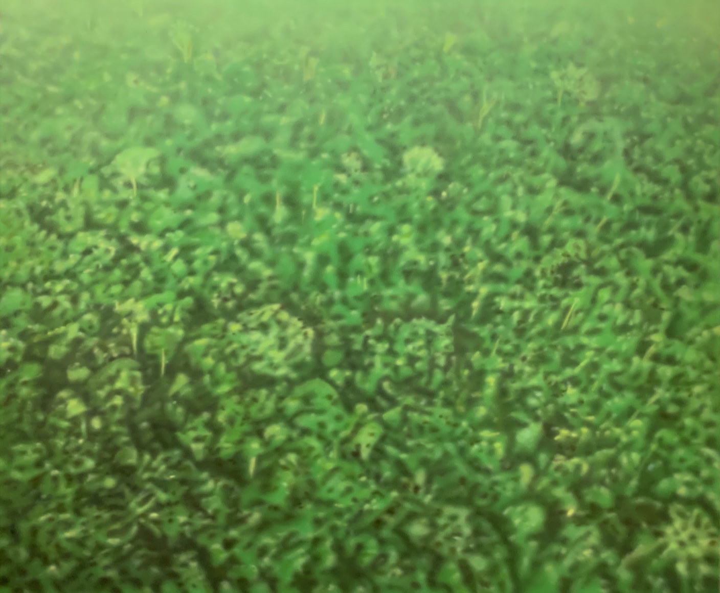 Melanie Smith, Fordlandia VI, 2014. Acrylic enamel on acrylic, 59 1/16 x 70 13/16 x 1 1/8 in. (150 x 180 x 2.9 cm.)