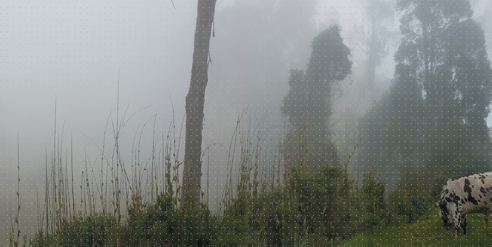 Miguel Angel Rojas, Santa 2 (Version I), Edition 5, 2A/P, 2005. 4 lambda prints, 31 1/2 x 63 in.