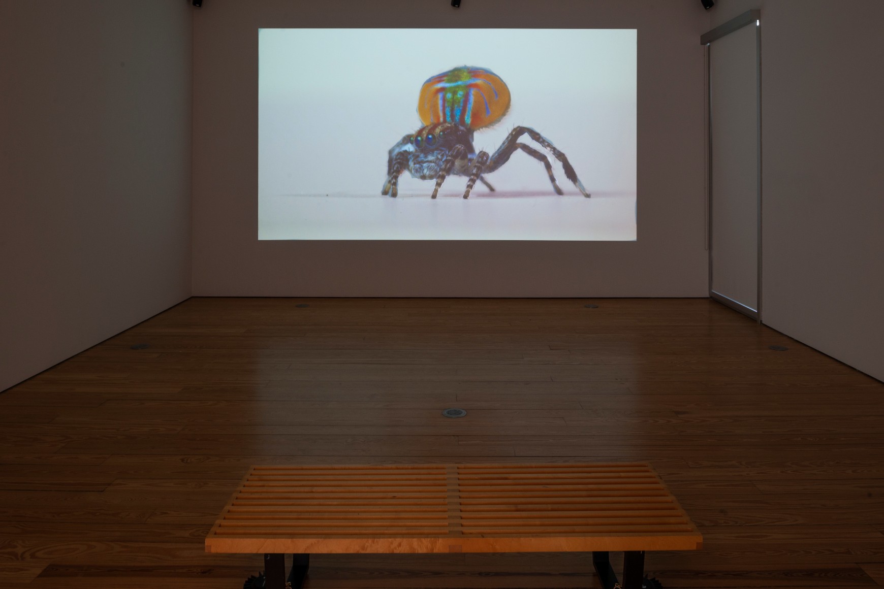 Maria Fernanda Cardoso:&nbsp;On the Origins of Art. Sicardi | Ayers | Bacino, 2018