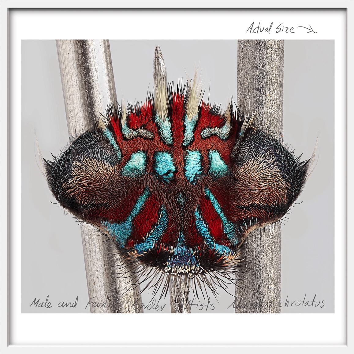 Mar&iacute;a Fernanda Cardoso, Actual Size IX, [Maratus christatus], 2021. Pigment print on premium photo paper 300 gr. mounted on Dibond,&nbsp;62 x 62 x 2 in. (157.5 x 157.5 x 5.1 cm.)