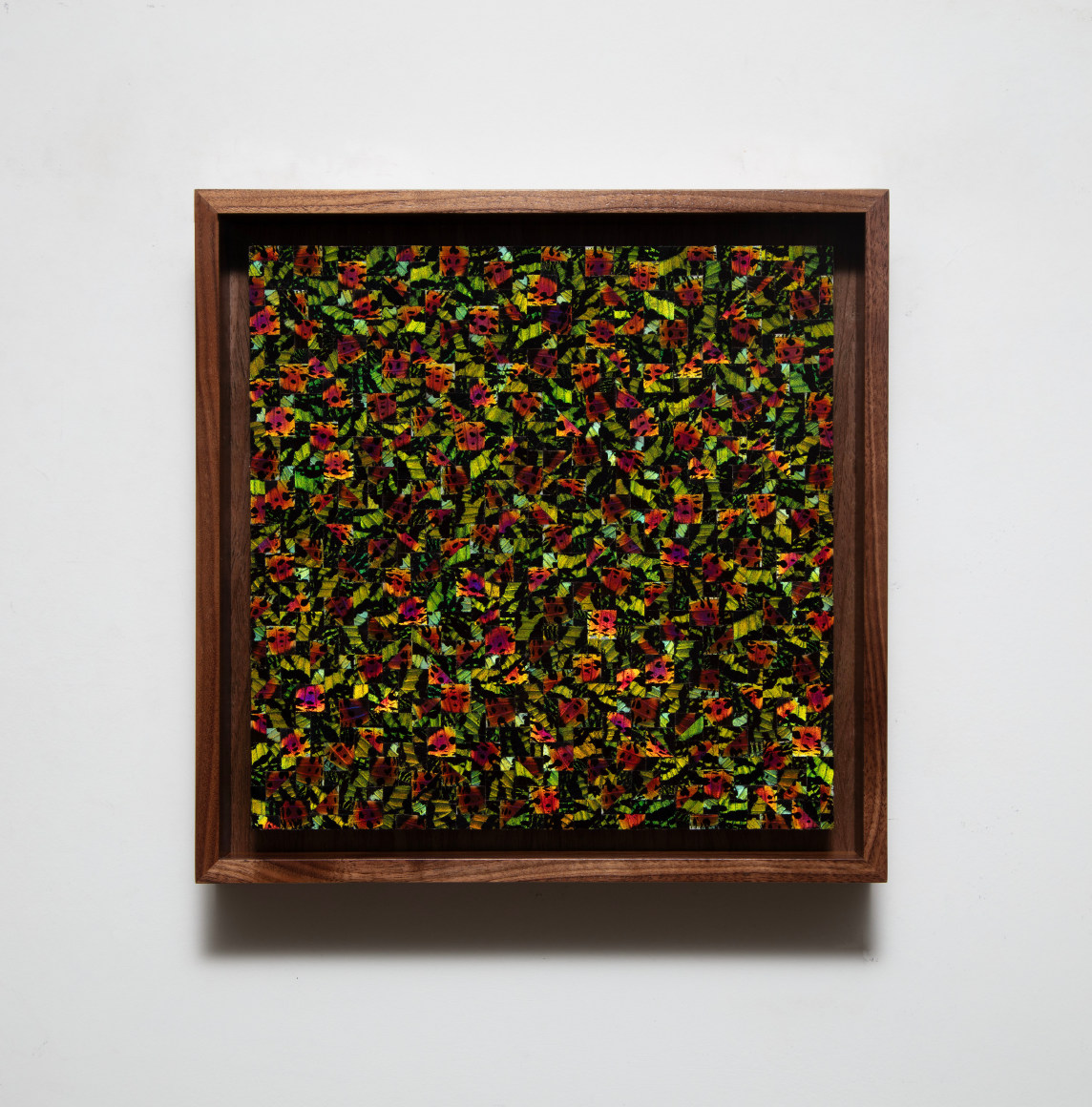 Gabriel de la Mora, 763 I Ur.Ri., 2024, Urania ripheus butterfly wings fragments on museum cardboard, 11 13/16 x 11 13/16 x 13/16 in.