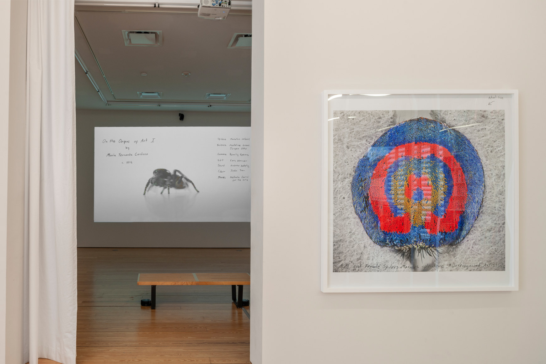 Maria Fernanda Cardoso:&nbsp;On the Origins of Art. Sicardi | Ayers | Bacino, 2018