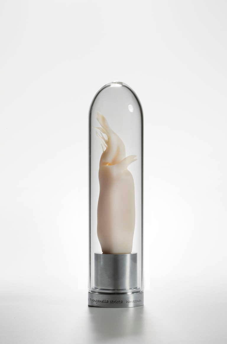 Mar&iacute;a Fernanda Cardoso, Intromittent organ of the Pyenganella Stricta [Tasmanian harvestman] Opillones [Edition of 5 + 2 AP], 2008-2009. Resin, glass, metal, 11 x 2 3/8 x 2 3/8 in. (27.9 x 6 x 6 cm.)