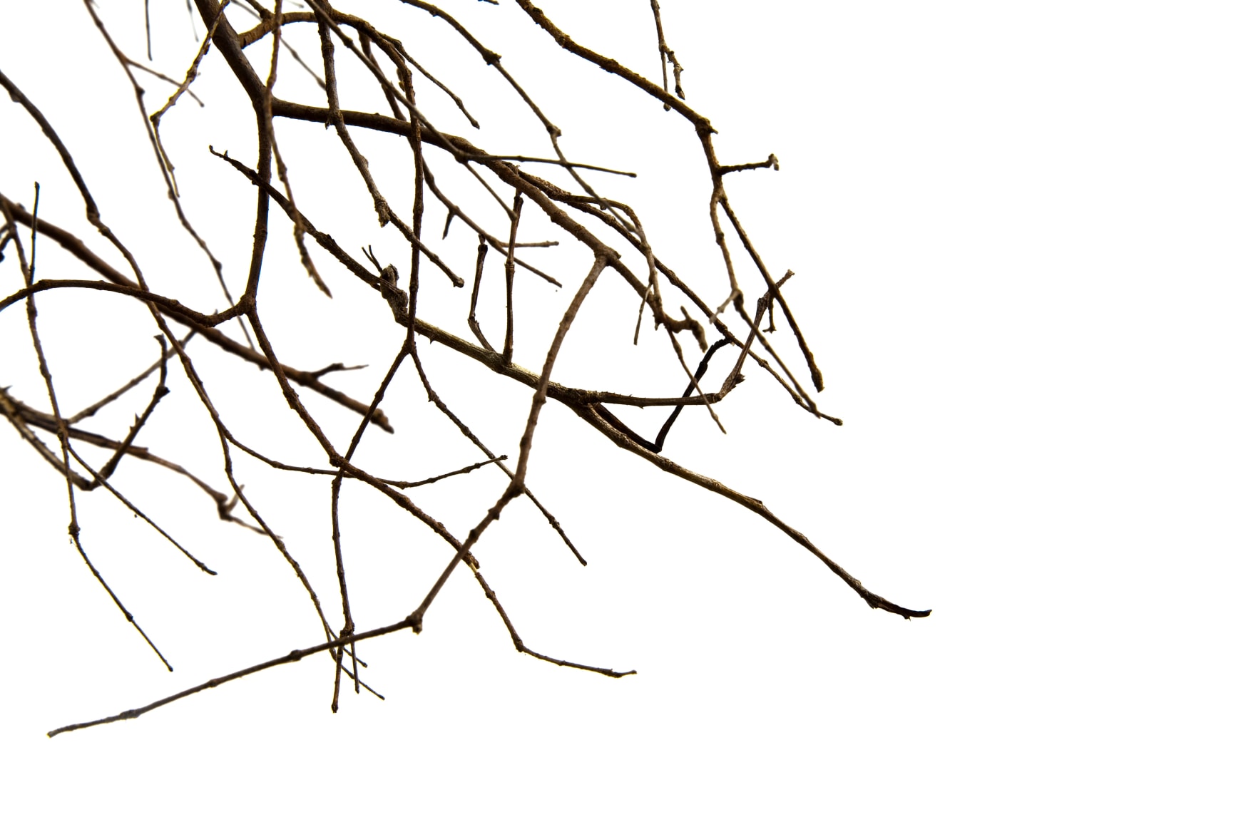 Maria Fernanda Cardoso, Little Stick, Edition 2/3, 2010. Archival pigment print on 300g watercolor paper, 15 3/4 x 23 5/8 in.