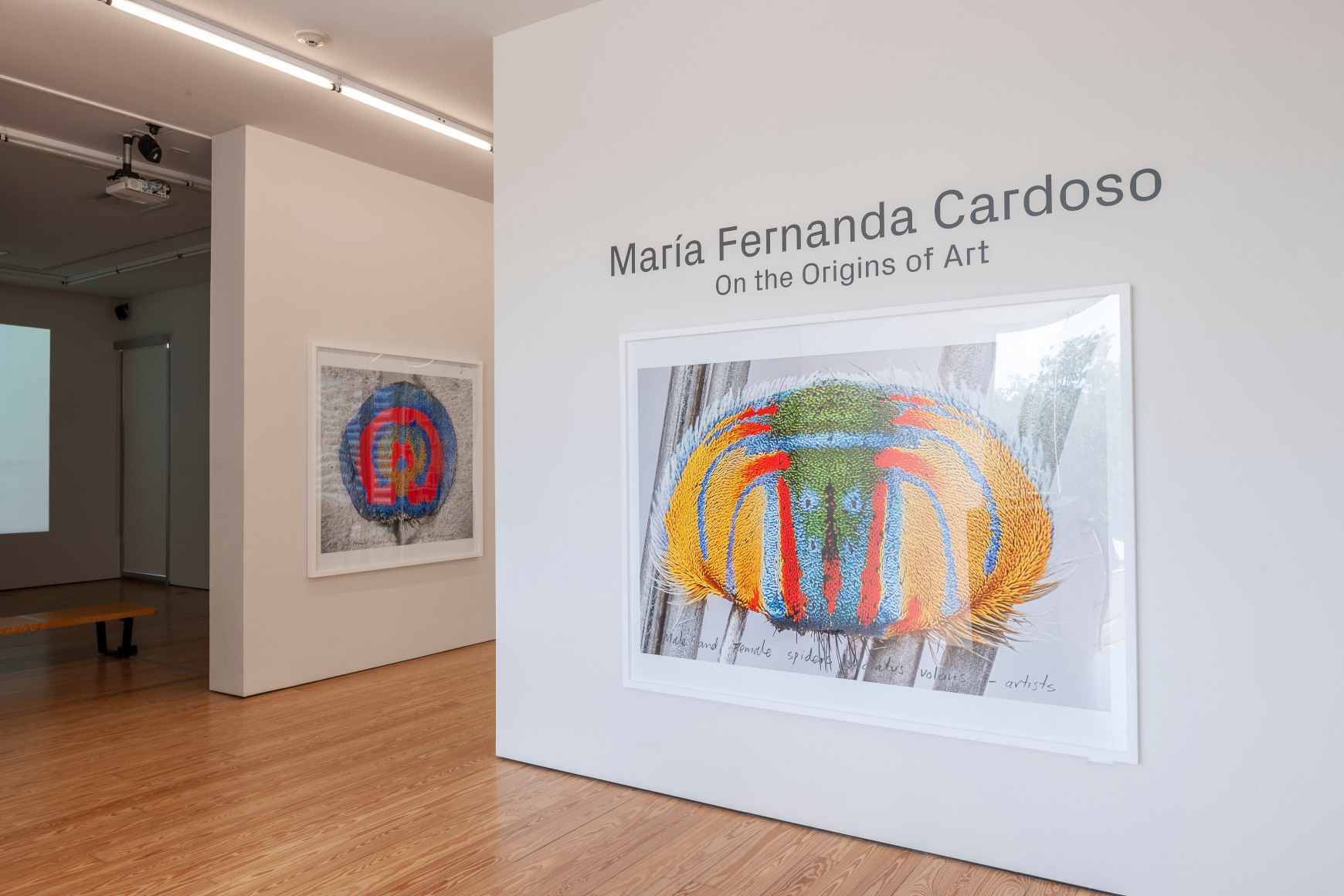 Maria Fernanda Cardoso:&nbsp;On the Origins of Art. Sicardi | Ayers | Bacino, 2018