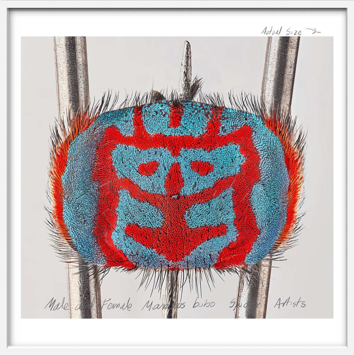 Mar&iacute;a Fernanda Cardoso, Actual Size XI, [Maratus bubo], 2021. Pigment print on premium photo paper 300 gr. mounted on Dibond,&nbsp;62 x 62 x 2 in. (157.5 x 157.5 x 5.1 cm.)