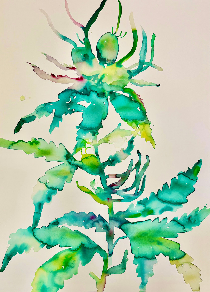 Kim McCarty, Watercolor on paper