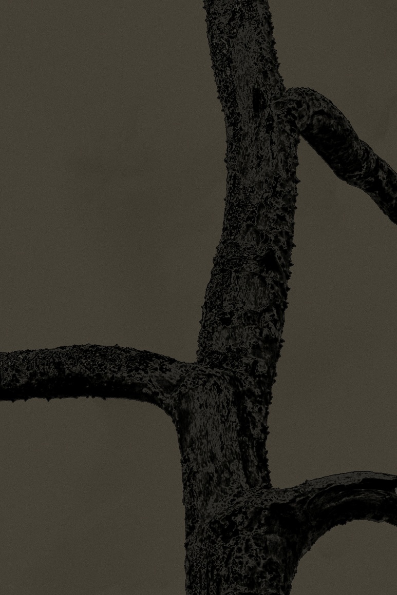 Ambre Umbra, 2019, 35.4&nbsp;x 23.6&nbsp;inches (Edition of 5 &amp;amp; 2AP)