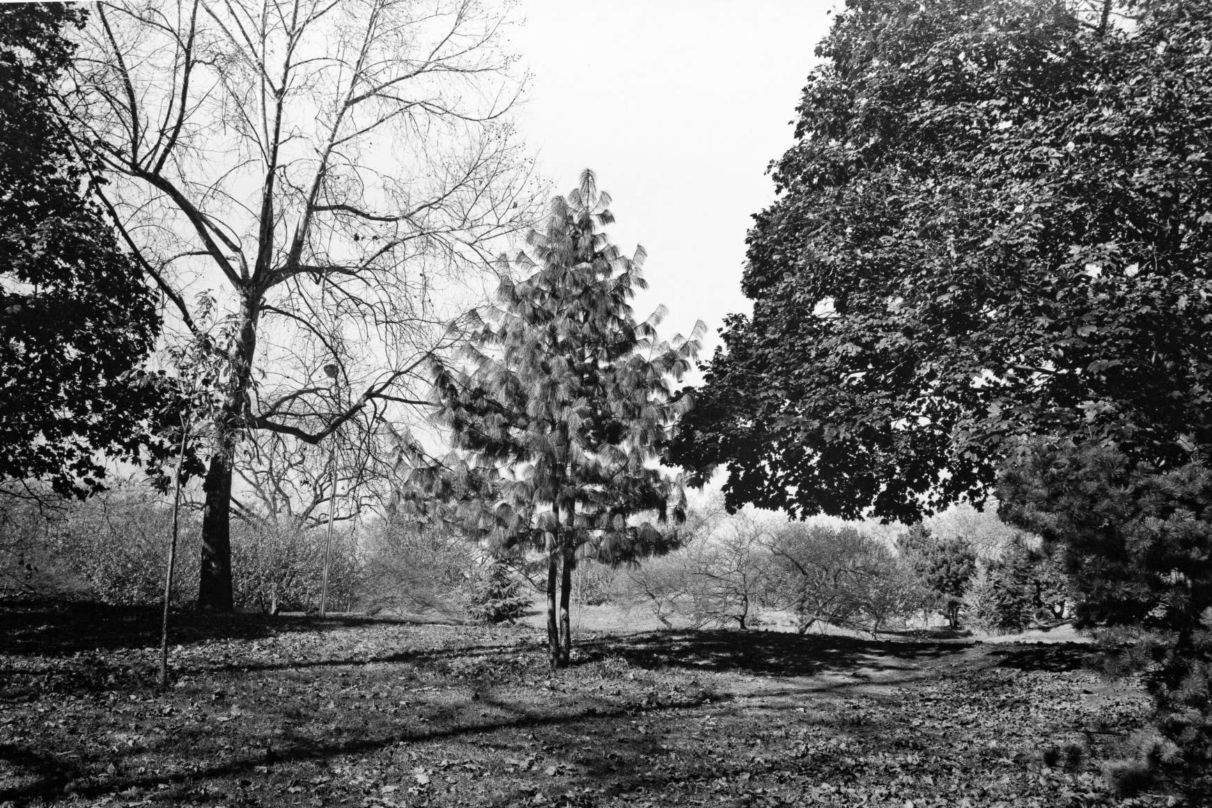Tod Papageorge , From "Passing Through Eden", 1975