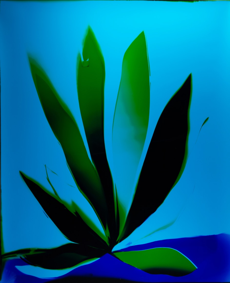 Cool Ocean Lotus, 2019 , 48 x 40 inches