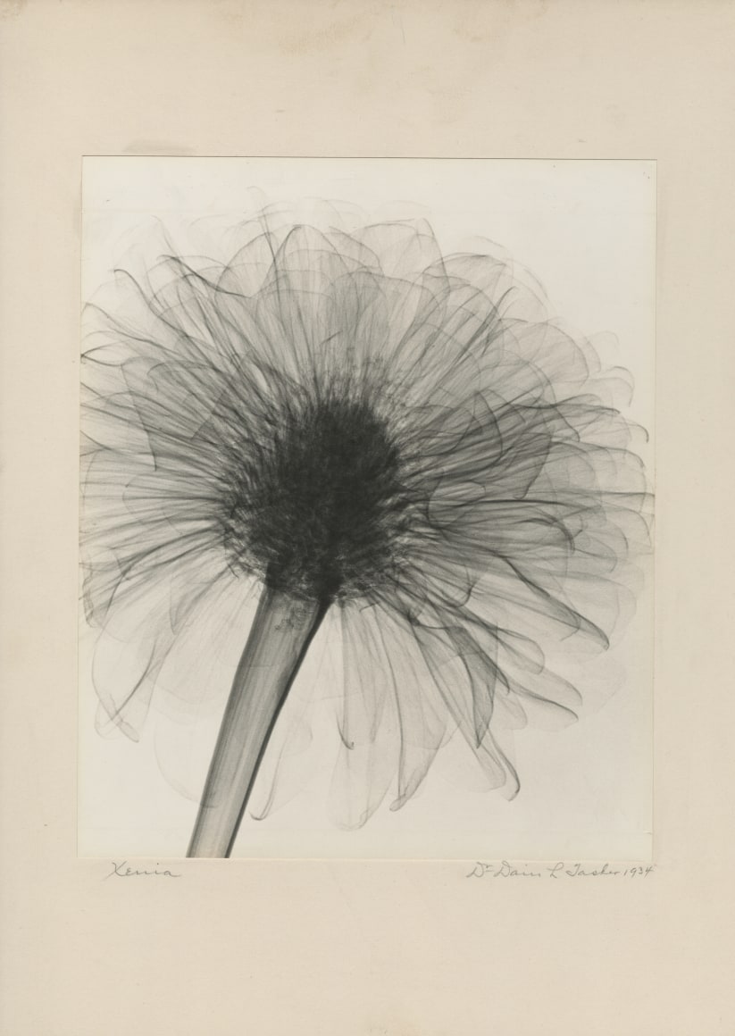 DAIN L. TASKER, X-ray of a Xenia, 1934
