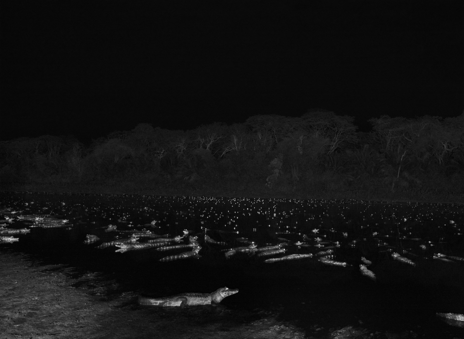 Yecare Caimans in Pantanal, A Tropical Wetland, One Of The World's Largerst Wetland Of Any Kind. State of Mato Grosso, Brazil. 2011