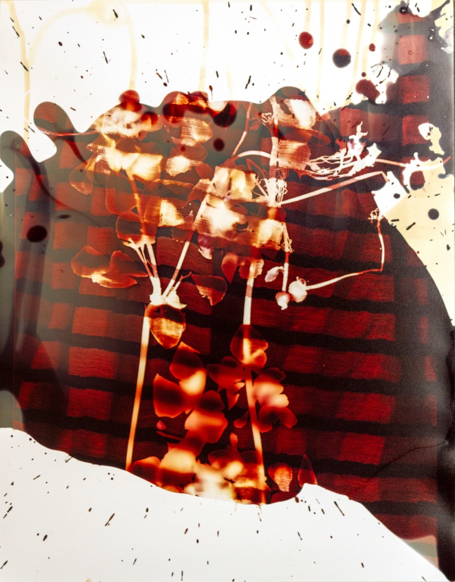 Flower #7, 14 x 11 inches