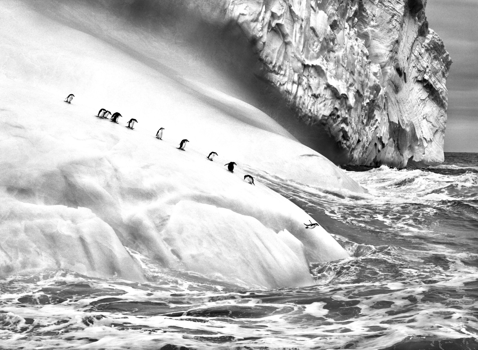 Chinstrap Penguins, South Sandwich Islands. 2009
