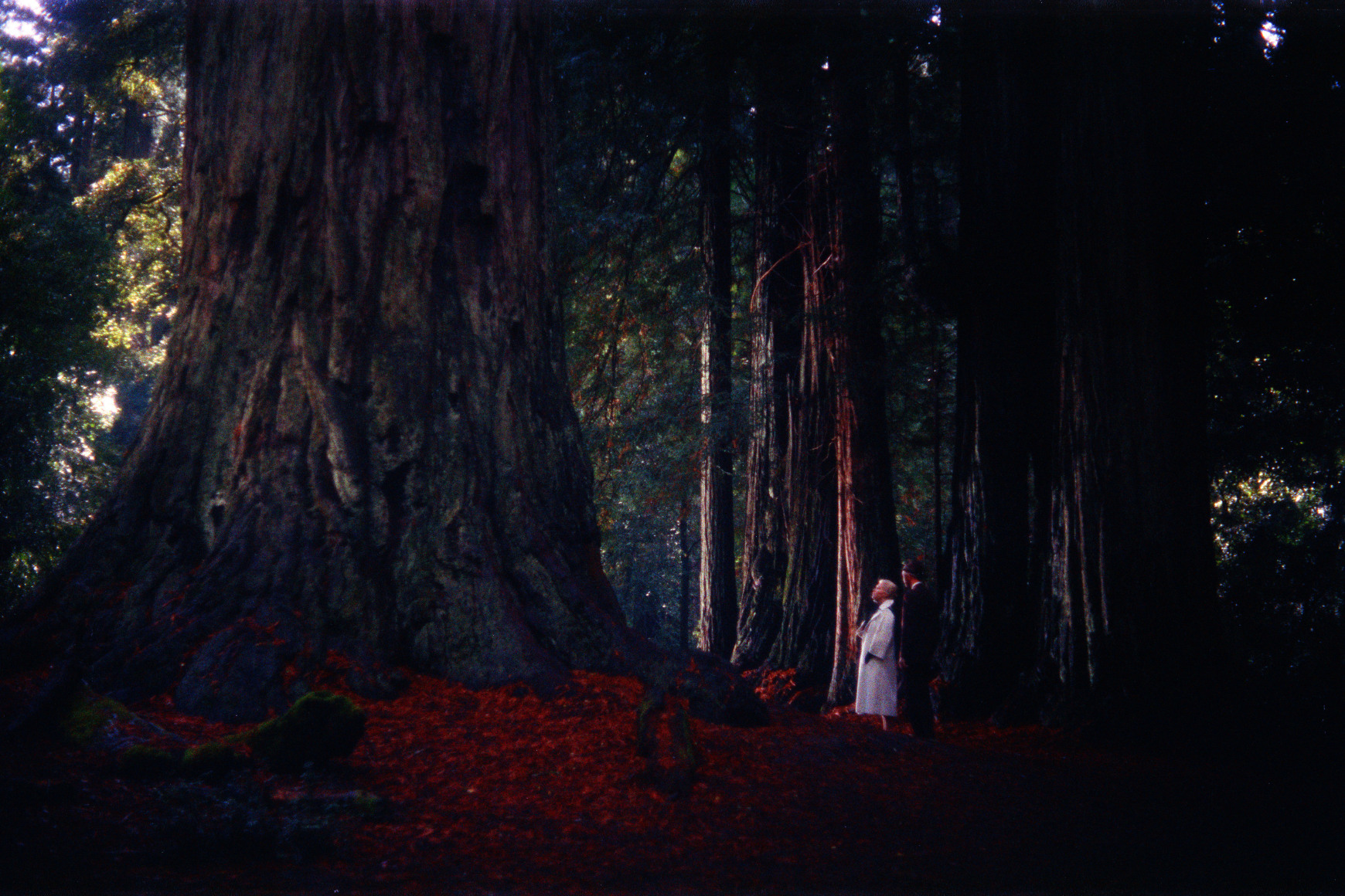 Jean Curran, From "The Vertigo Project". 2018