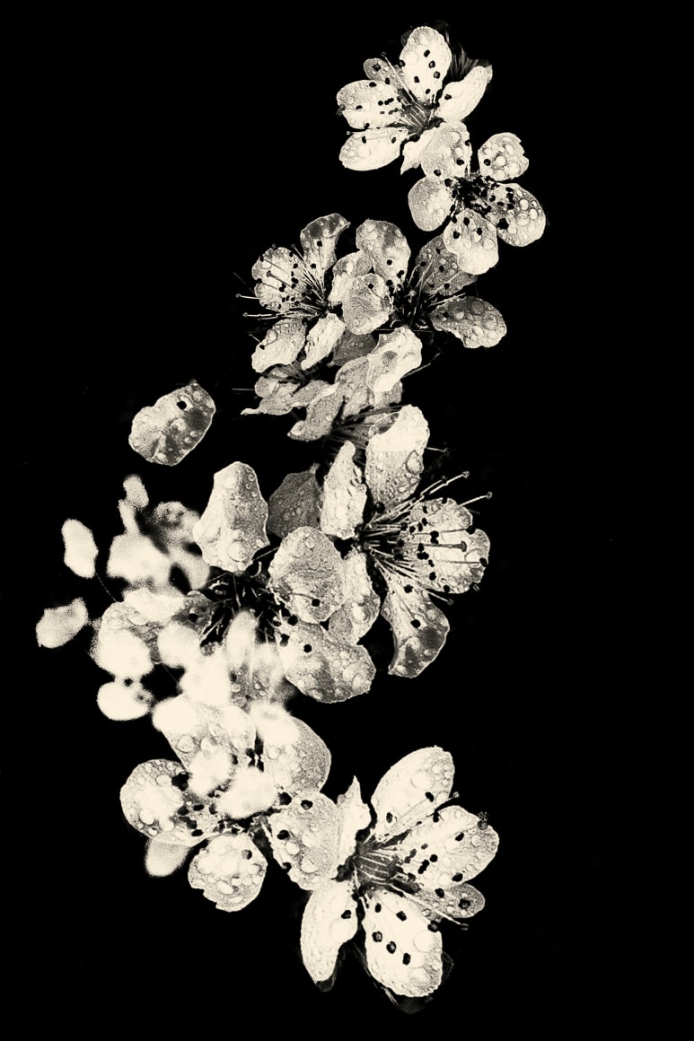 Paul Cupido, Kawa #21, 2019