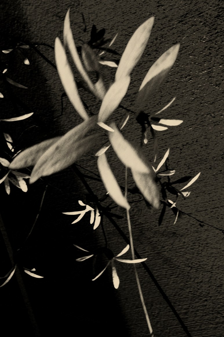 Euphoria, 2019&nbsp;, 17.7 x 13.8 inches&nbsp;