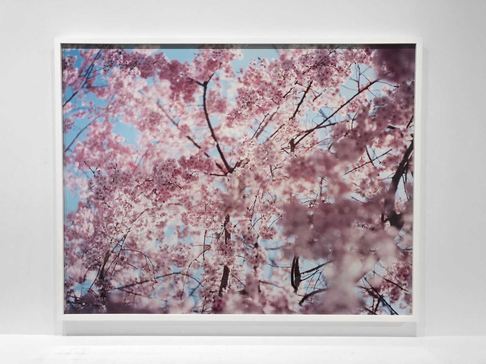Risaku Suzuki , Sakura <<13,4-33>>, 2013