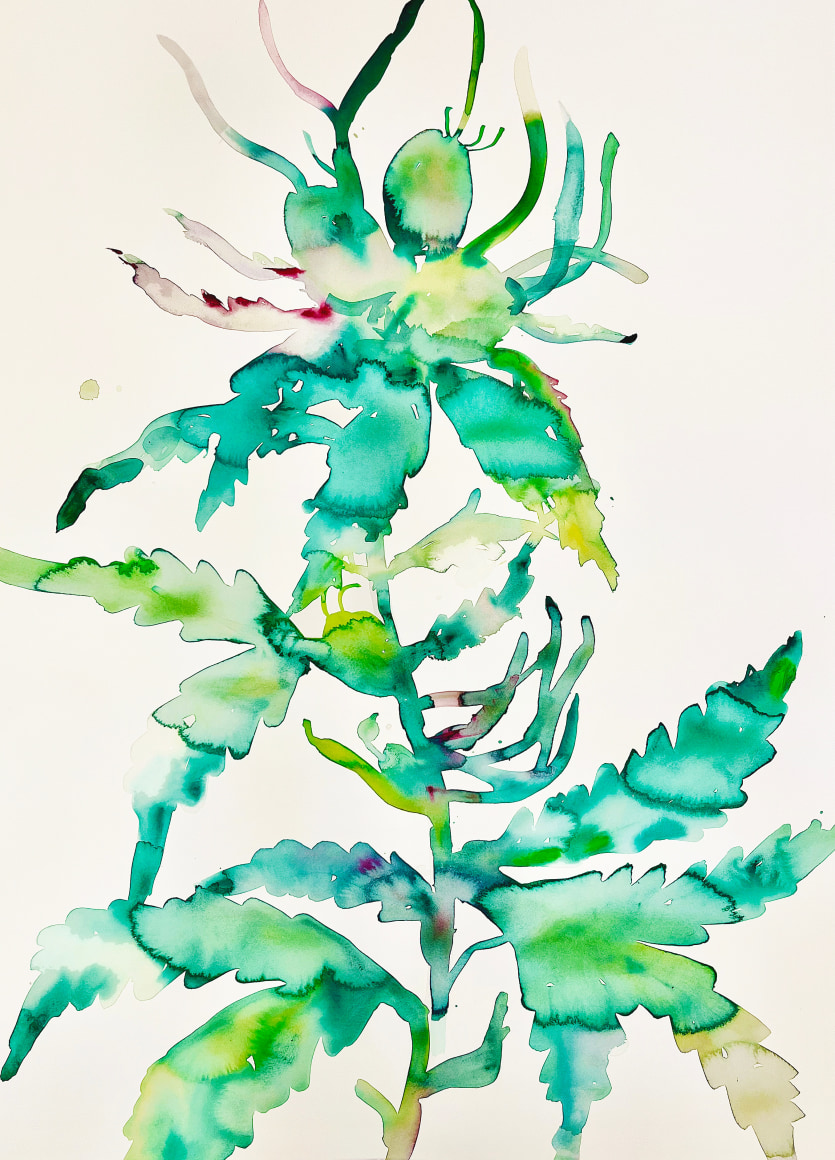 Kim McCarty, Watercolor on paper