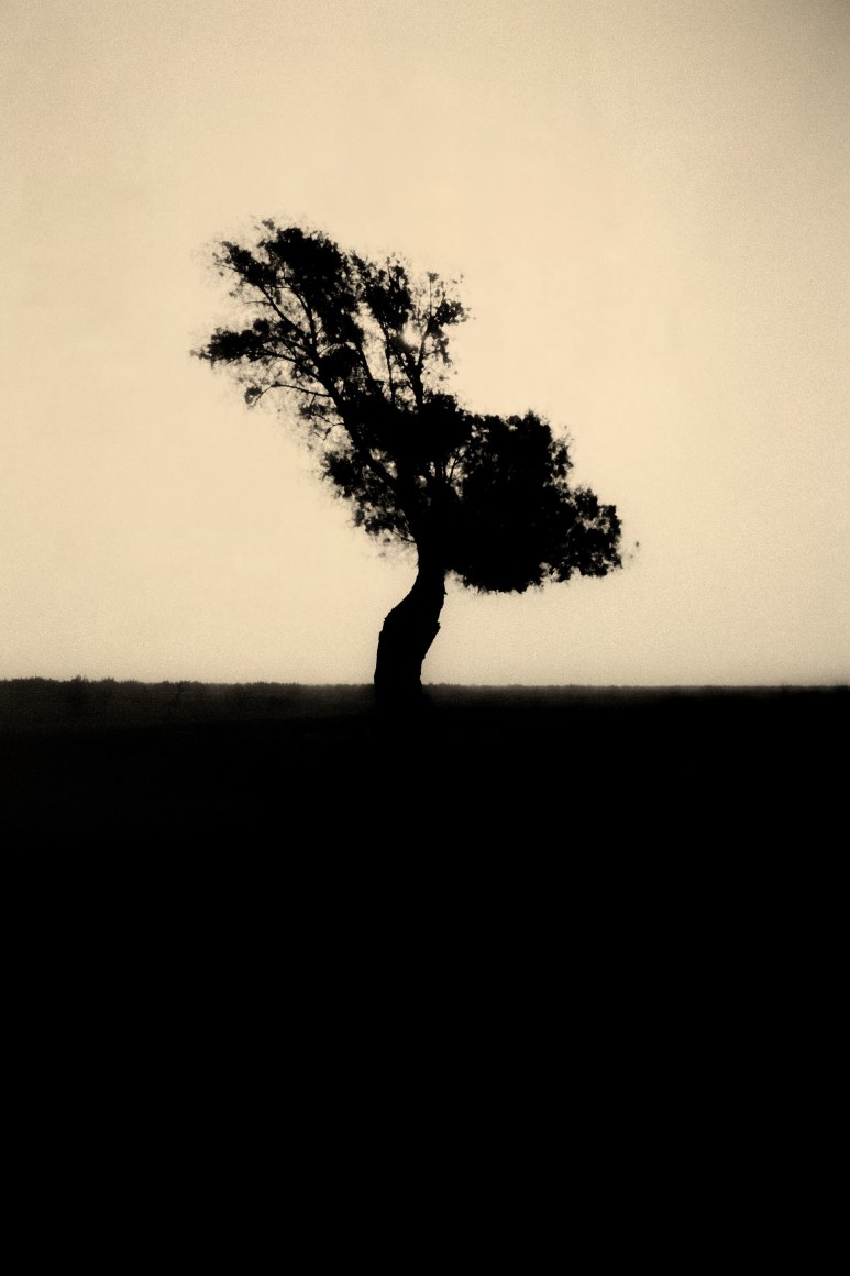 Paul Cupido, Yumemiru, 2016