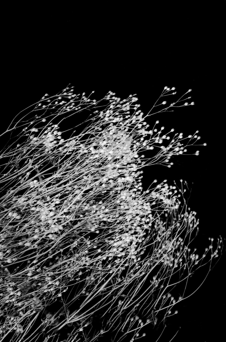 Canto, 2019&nbsp;, 15.4 x 11 inches