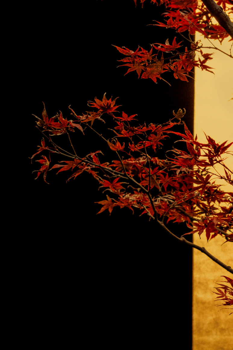 Sakuda, 2019&nbsp;, 17.7 x 13.8 inches