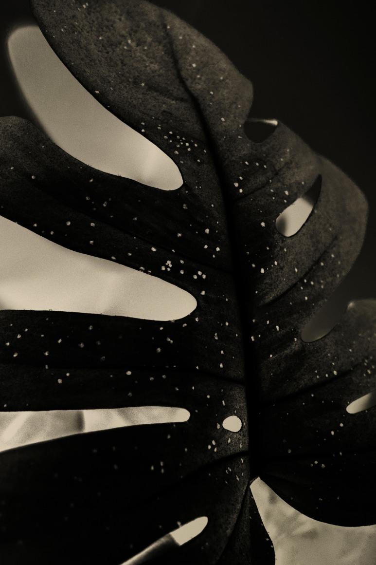 Kawa #15, 2019&nbsp;, 35.4 x 23.6 inches (Edition of 5 &amp;amp; 2AP)